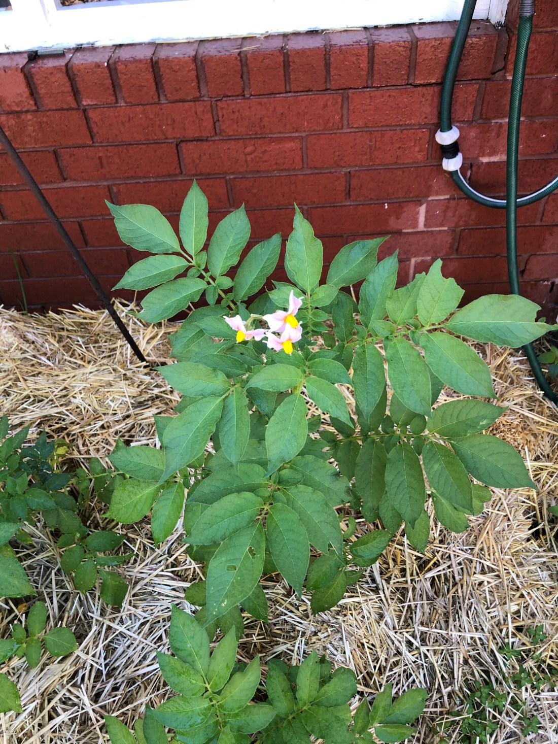 Potato Flowers