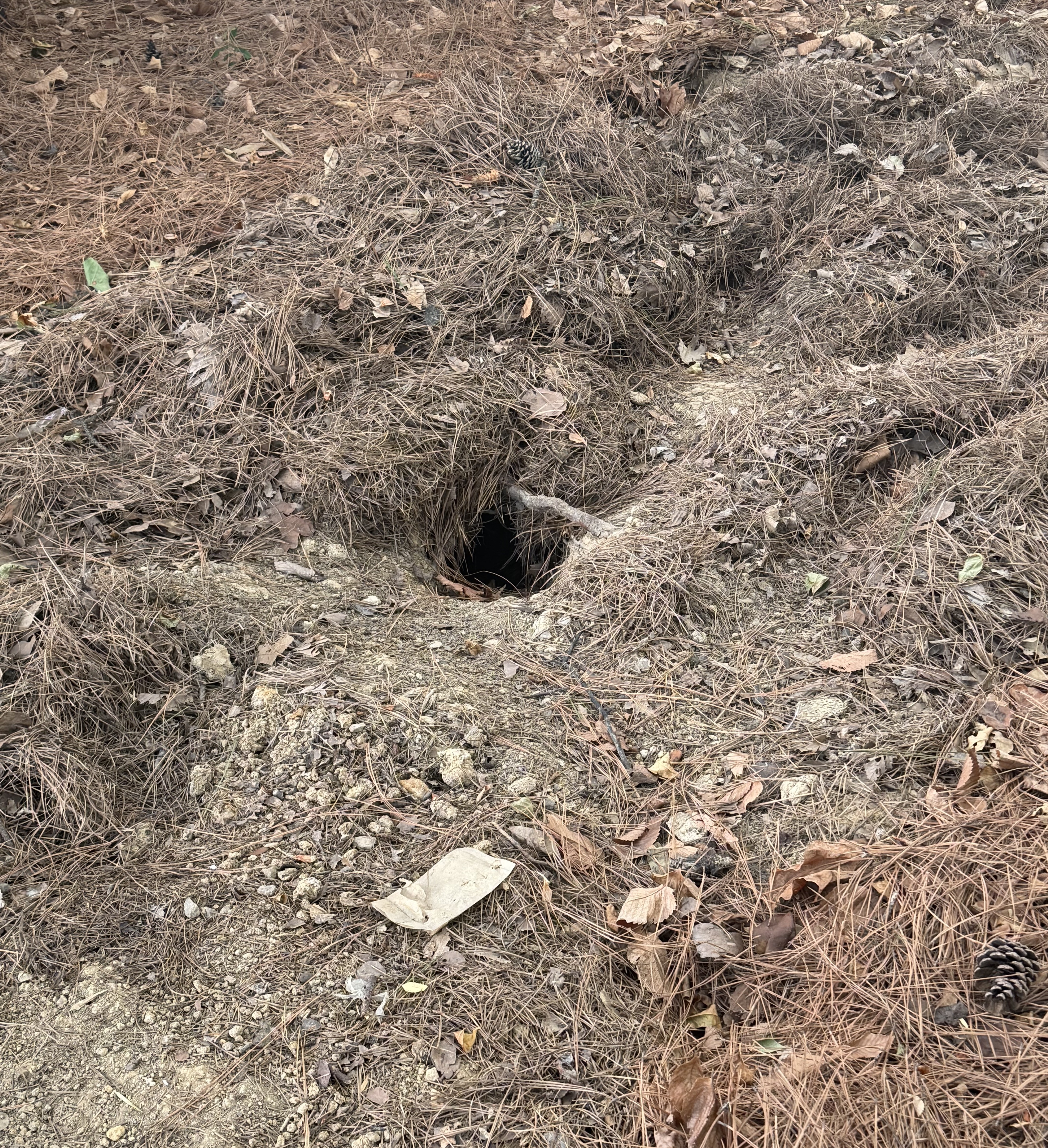 Bloom Burrow Burrow – A travelers odyssey